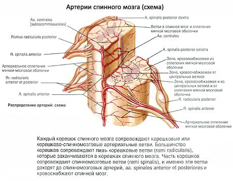חוט השדרה