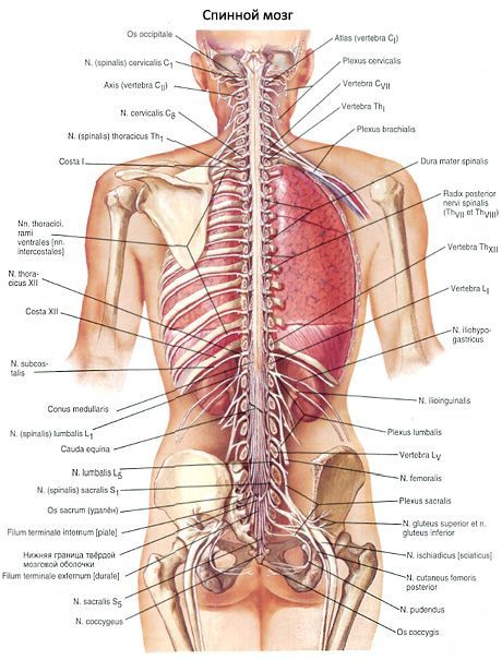 חוט השדרה 