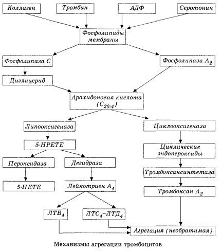 השלב הראשוני של hemocoagulation והמנגנון של hemocoagulation ההומיאוסטזיס המקומי