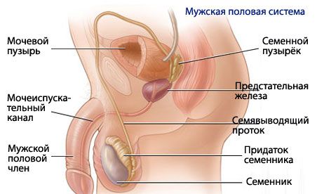 אנטומיה ופיזיולוגיה של מערכת הרבייה הגברית