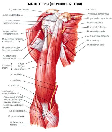 זרוע שרירי הזרוע (שרירי הזרוע)