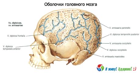 פגזים של המוח