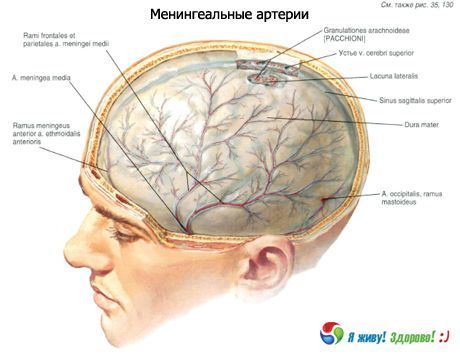 עורקי המוח