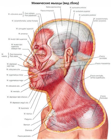 שריר תת עורית של הצוואר (platysma)