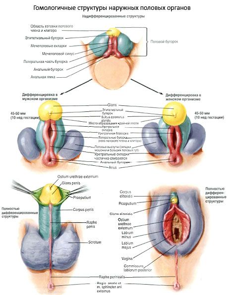 מבנים הומולוגיים של איברי המין החיצוניים