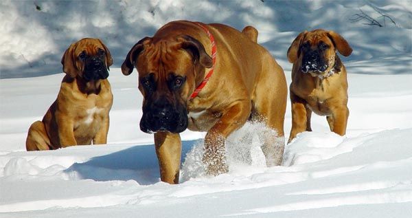 דרום אפריקני Mastiff או Boerboel