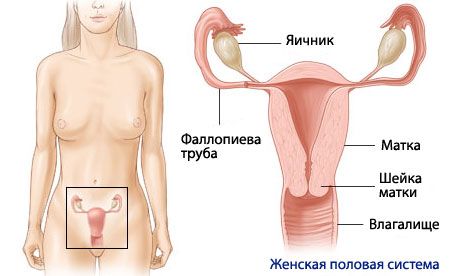 אנטומיה ופיזיולוגיה של מערכת הרבייה הנשית