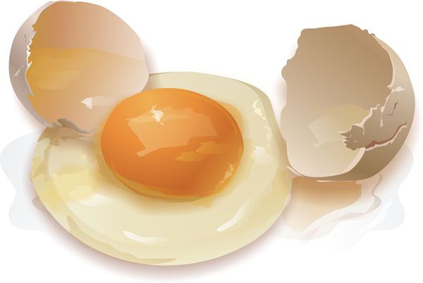 פעולה של דיאטה ביצה